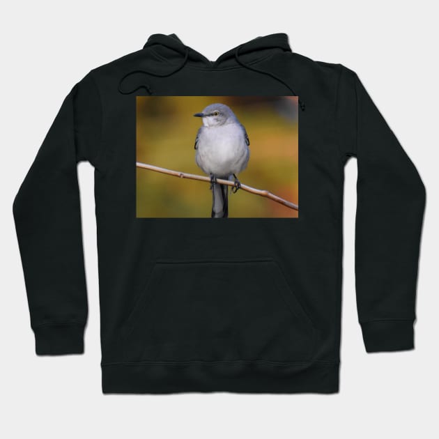 Mockingbird perched 2 Hoodie by ToniaDelozier